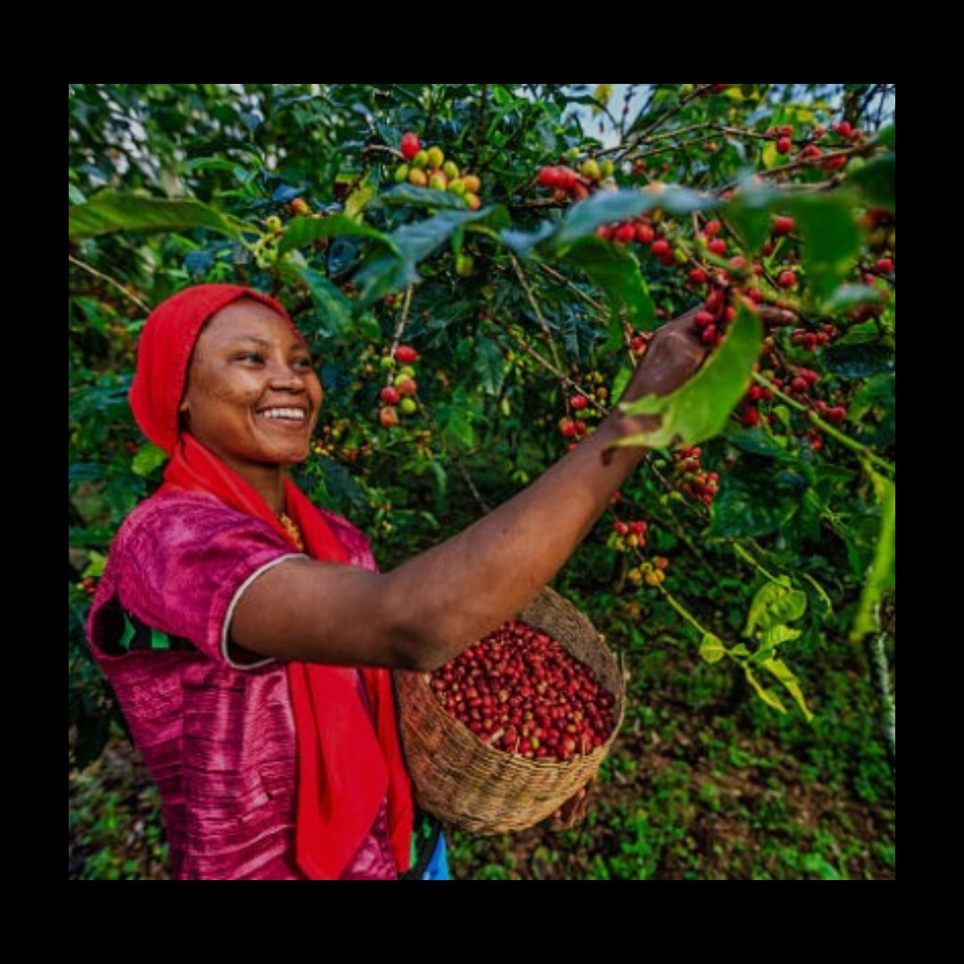 Tanzanian woman collecting coffee cherries